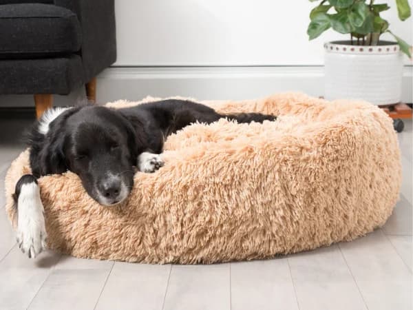 BarkBox 2-in-1 memory foam donut cuddler dog bed