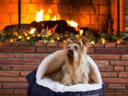Snoozer Cozy Cave dog bed in navy
